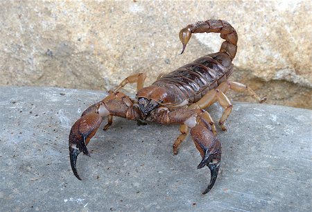 Shiny Burrowing Scorpion (Opistophthalmus glabrifons). Stockbilder - Microstock & Abonnement, Bildnummer: 400-08071334