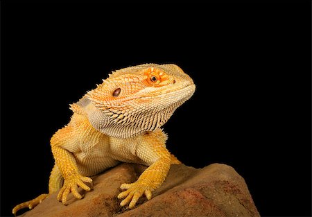 Closeup of a Bearded Dragon (Pogona vitticeps). Stockbilder - Microstock & Abonnement, Bildnummer: 400-08071336