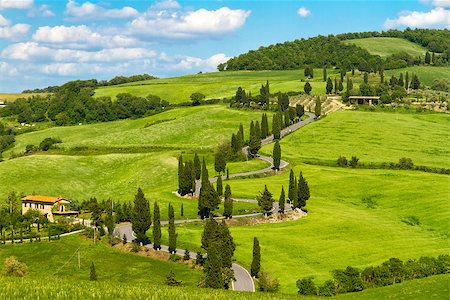 fisfra (artist) - Tuscany road with cypress trees, Val d'Orcia, Italy Stock Photo - Budget Royalty-Free & Subscription, Code: 400-08071406