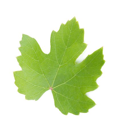 simsearch:400-05906470,k - Grapes leaf. Isolated on white background Photographie de stock - Aubaine LD & Abonnement, Code: 400-08071421