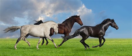 simsearch:400-08131643,k - Group of five horses run gallop on gree grass against beautiful Stock Photo - Budget Royalty-Free & Subscription, Code: 400-08071562