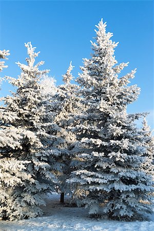 snowy road tree line - beautiful winter forest on a sunny day Stock Photo - Budget Royalty-Free & Subscription, Code: 400-08071585