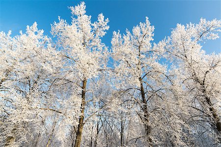 snowy road tree line - beautiful winter forest on a sunny day Stock Photo - Budget Royalty-Free & Subscription, Code: 400-08071587