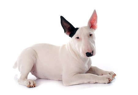 simsearch:400-08615864,k - puppy bull terrier in front of white background Stock Photo - Budget Royalty-Free & Subscription, Code: 400-08071609