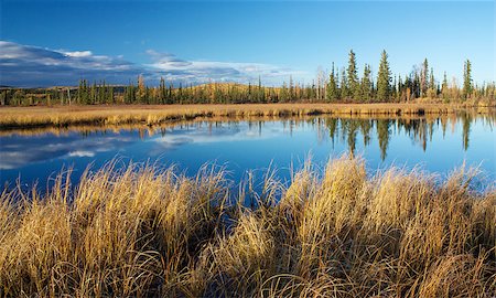 fairbanks - Lake near Fairbanks with dry high yellow grass and trees reflecting in water in autumn Fotografie stock - Microstock e Abbonamento, Codice: 400-08071793