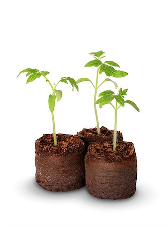 simsearch:400-08287943,k - A tomato seedling in the peat pot, isolated Foto de stock - Super Valor sin royalties y Suscripción, Código: 400-08071834