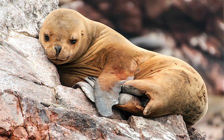 Sea lion cub sleeping on a rocky shore Fotografie stock - Microstock e Abbonamento, Codice: 400-08072090