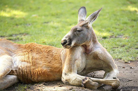 Lying red kangaroo in nature. Detail view. Stock Photo - Budget Royalty-Free & Subscription, Code: 400-08072392