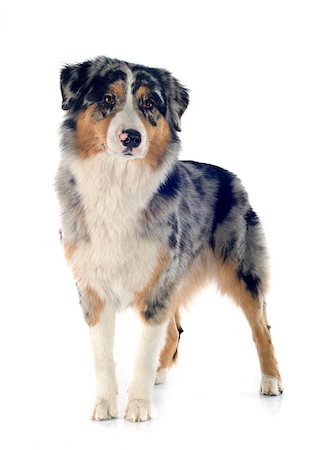 australian shepherd in front of white background Stock Photo - Budget Royalty-Free & Subscription, Code: 400-08072630