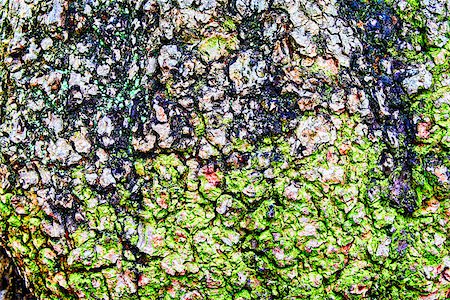 simsearch:400-07619334,k - rugged bark of an old tree Stock Photo - Budget Royalty-Free & Subscription, Code: 400-08072715
