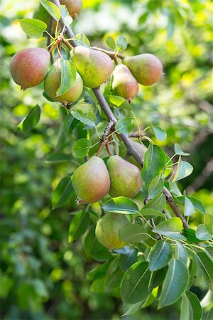 simsearch:400-07513164,k - Ripe and juicy pear fruit on the branch in the garden Stockbilder - Microstock & Abonnement, Bildnummer: 400-08072711
