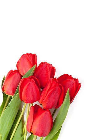 simsearch:400-08036453,k - Fresh red tulips bouquet isolated on white background with copy space Stock Photo - Budget Royalty-Free & Subscription, Code: 400-08072789
