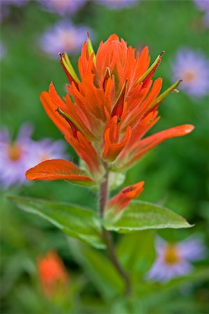 paysages améridiens - Macro image of a vibrant, orange Indian Paintbrush wildflower with a blurred natural background. Photographie de stock - Aubaine LD & Abonnement, Code: 400-08072892