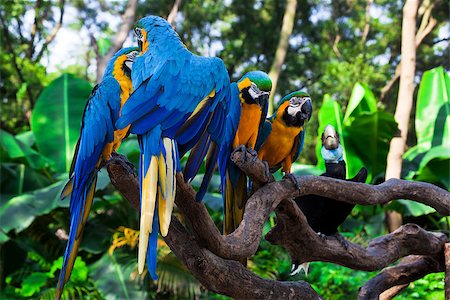 group of beautiful parrots in a tree Stock Photo - Budget Royalty-Free & Subscription, Code: 400-08073161