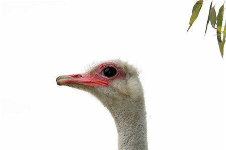 A front head portrait of an African Ostrich with funny expression in the face watching other ostriches and wildlife in a game reserve. Photographie de stock - Aubaine LD & Abonnement, Code: 400-08073192