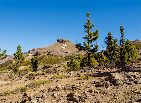 simsearch:841-05846053,k - Teide National Park, Tenerife. Canary islands, Spain Stock Photo - Budget Royalty-Free & Subscription, Code: 400-08073288
