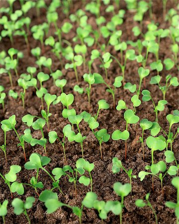 radish field - Many radishes plants are growing in the soil Stock Photo - Budget Royalty-Free & Subscription, Code: 400-08073303