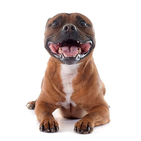 simsearch:400-06565923,k - Staffordshire bull terrier in front of white background Photographie de stock - Aubaine LD & Abonnement, Code: 400-08073475