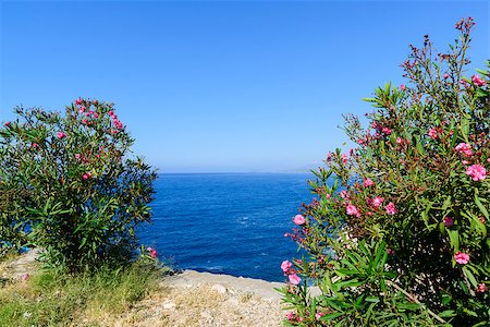 rose bay - The Mediterranean coast of Turkey in summer day Foto de stock - Royalty-Free Super Valor e Assinatura, Número: 400-08073510
