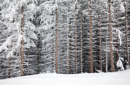 snowy road tree line - Pine tree trunks covered with snow in winter on the edge of the forest Stock Photo - Budget Royalty-Free & Subscription, Code: 400-08073561