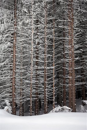 snowy road tree line - Pine tree trunks covered with snow in winter on the edge of the forest Stock Photo - Budget Royalty-Free & Subscription, Code: 400-08073562