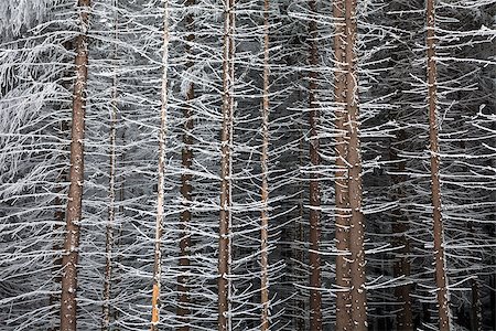 snowy road tree line - Pine tree trunks covered with snow in winter on the edge of the forest Stock Photo - Budget Royalty-Free & Subscription, Code: 400-08073563