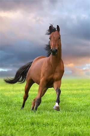 simsearch:400-08130471,k - Bay horse running gallop in green field at sunset Stock Photo - Budget Royalty-Free & Subscription, Code: 400-08073669