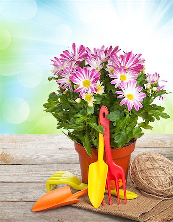 shovel in dirt - Potted flower and garden tools on wooden table Stock Photo - Budget Royalty-Free & Subscription, Code: 400-08073817