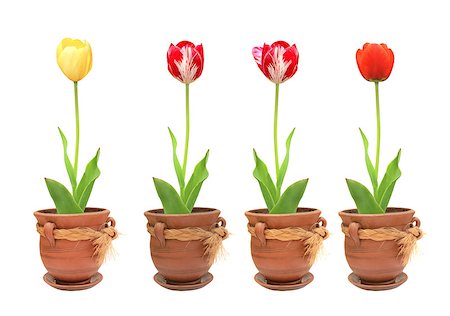 simsearch:400-07676525,k - Tulips in pots. Objects isolated on white background Stockbilder - Microstock & Abonnement, Bildnummer: 400-08073955