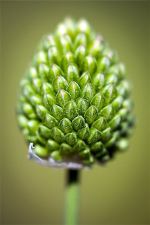 Thistle flower bud Stock Photo - Budget Royalty-Free & Subscription, Code: 400-08073989