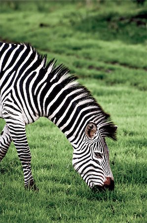 A zebra grazes on the lush green grass at Lake Nakuru National Park in Kenya. Foto de stock - Super Valor sin royalties y Suscripción, Código: 400-08094066