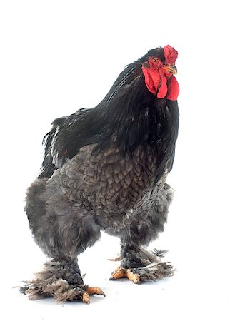 simsearch:400-06560551,k - Brahma chicken in front of white background Stock Photo - Budget Royalty-Free & Subscription, Code: 400-08094124