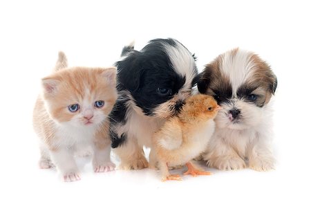 persian kitten , puppy shih tzu and chick in front of white background Foto de stock - Super Valor sin royalties y Suscripción, Código: 400-08094278