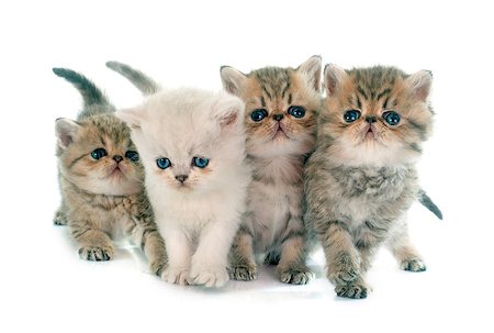 simsearch:400-08259295,k - kitten exotic shorthair in front of white background Photographie de stock - Aubaine LD & Abonnement, Code: 400-08094286