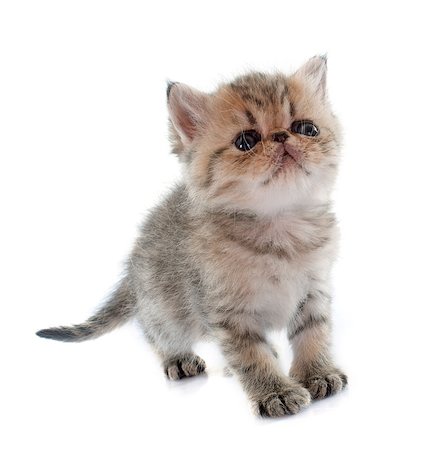 simsearch:400-06395107,k - kitten exotic shorthair in front of white background Foto de stock - Super Valor sin royalties y Suscripción, Código: 400-08094287