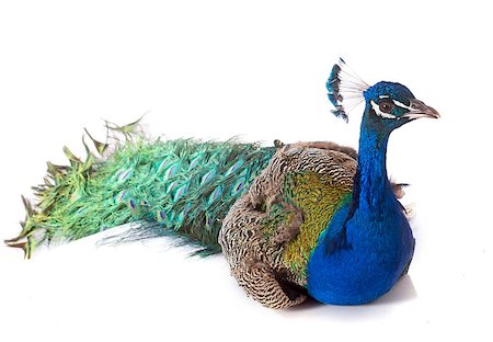 indian peafowl in front of white background Foto de stock - Super Valor sin royalties y Suscripción, Código: 400-08094282