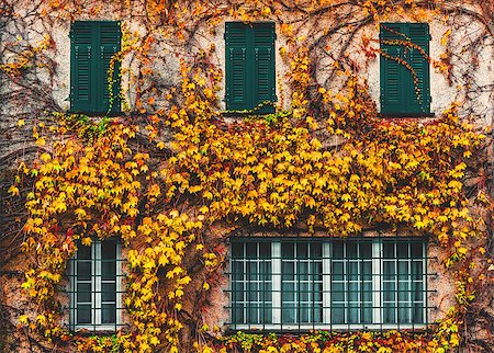 simsearch:6126-08644371,k - Old building with yellowed ivy and green windows Photographie de stock - Aubaine LD & Abonnement, Code: 400-08094407