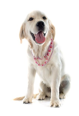 dogs with jewelry - young golden retriever in front of white background Stock Photo - Budget Royalty-Free & Subscription, Code: 400-08094488