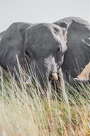 A large grey elephant stares at the viewer from behind some tall grasses with slightly obscures the bottom of the animal while his big ears are spread wide open. Stock Photo - Budget Royalty-Free & Subscription, Code: 400-08094664
