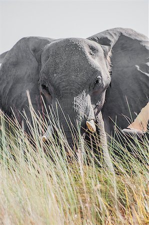 dangerous behind - A large grey elephant stares at the viewer from behind some tall grasses with slightly obscures the bottom of the animal while his big ears are spread wide open. Photographie de stock - Aubaine LD & Abonnement, Code: 400-08094664