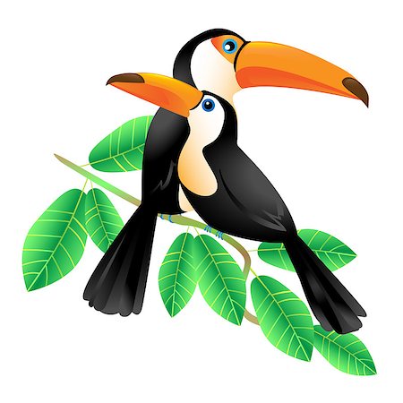 simsearch:400-04524943,k - Two colorful toucans sitting on a  branch, isolated on white Photographie de stock - Aubaine LD & Abonnement, Code: 400-08094851