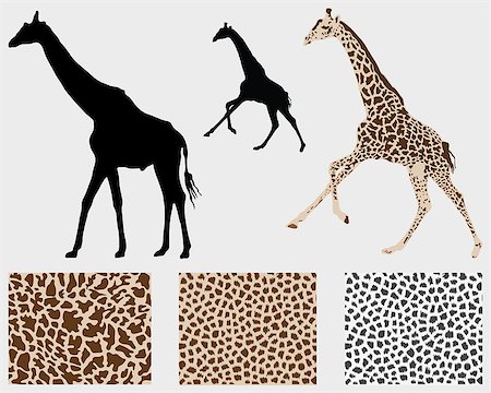 simsearch:400-04766217,k - Silhouette of giraffes and detailed skin, vector illustration Foto de stock - Super Valor sin royalties y Suscripción, Código: 400-08094874