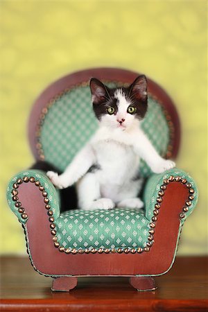 simsearch:400-07545937,k - Black and White Kitten Sitting on a Chair Stock Photo - Budget Royalty-Free & Subscription, Code: 400-08095256