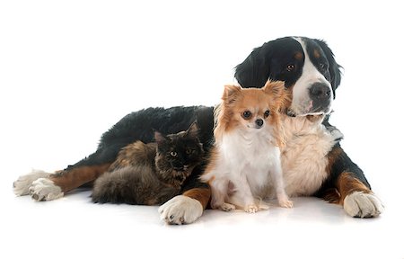 simsearch:400-08406635,k - maine coon cat , chihuahua and bernese mountain dog in front of white background Foto de stock - Super Valor sin royalties y Suscripción, Código: 400-08095334