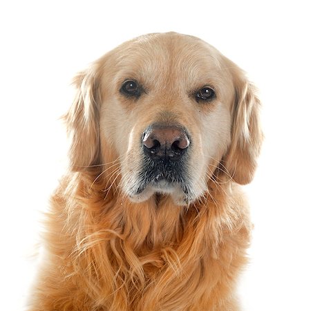 simsearch:400-05887877,k - purebred golden retriever in front of a white background Photographie de stock - Aubaine LD & Abonnement, Code: 400-08095338