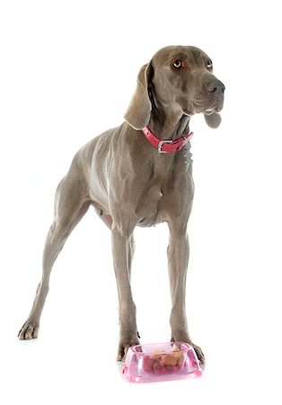 pointer dogs colors - gray Weimaraner eating in front of white background Stock Photo - Budget Royalty-Free & Subscription, Code: 400-08095350