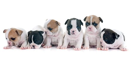 simsearch:400-08098706,k - puppies french bulldog in front of white background Foto de stock - Super Valor sin royalties y Suscripción, Código: 400-08095456