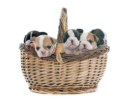 puppies french bulldog in basket in front of white background Photographie de stock - Aubaine LD & Abonnement, Code: 400-08095457