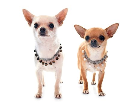 dogs with jewelry - young chihuahua in front of white background Stock Photo - Budget Royalty-Free & Subscription, Code: 400-08096023
