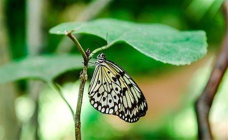 Tree Nymph butterfly hanging on a green leaf Foto de stock - Super Valor sin royalties y Suscripción, Código: 400-08096559